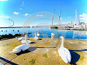 Geneva swan lake