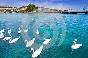 Geneva swans Geneve at Leman lake in Swiss