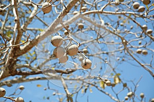 Genipapo fruit in Bahia