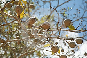 Genipapo fruit in Bahia