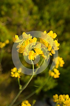 Genista