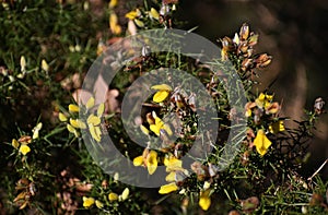 Genista Anglica Petty Whin, Needle Furze or Needle Whin in the park.