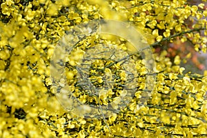 Genista bush blossoms