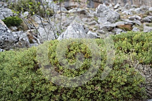 Genista hispanica subsp. occidentalis