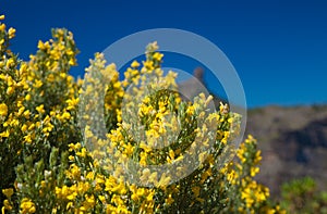 Genista microphylla