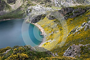 Genista occidentalis yellow flowers near the Saliencia mountain lakes Spain, Asturias photo