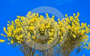 Genista scorpius, aliaga or gorse, bush with yellow flowers of the fabaceae family on blue background