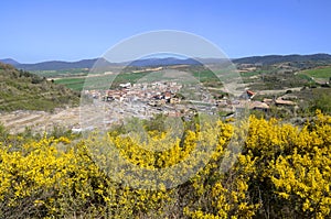 Genista scorpius in flower over the town of Salinas de AÃ±ana. Alava. Basque Country. Spain