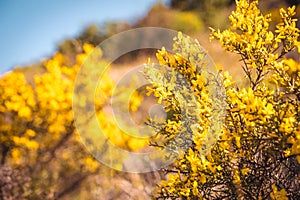 Genista Scorpius. Wild yellow flowers nature background