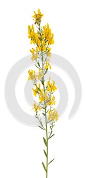 Genista tinctoria