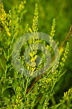 Genista tinctoria