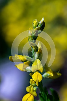 Genista tinctoria bush growing in the field, macro