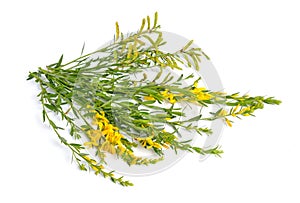 Genista tinctoria, the dyer`s greenweed or dyer`s broom. Isolated on white background