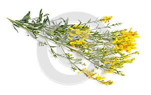 Genista tinctoria, dyer s greenweed or dyer`s broom. Isolated on photo