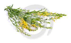 Genista tinctoria, the dyer`s greenweed or dyer`s broom. Isolated on white background