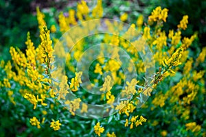 Genista tinctoria yellow flowers, abstract background with flowering plant photo