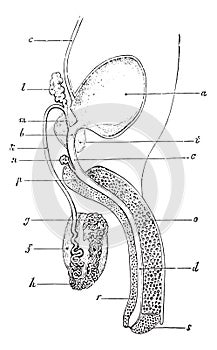 Genitourinary or Urogenital apparatus of man, vintage engraving photo