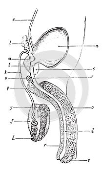 Genitourinary or urogenital system of man, vintage engraving