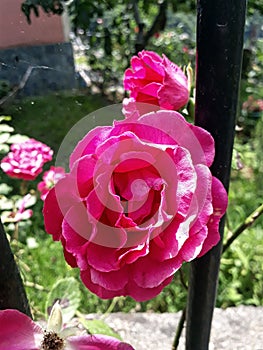 Peonia officinalis in a garden photo