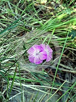 Dianthus carthusianorum