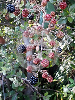 Rubus ulmifolius Schott