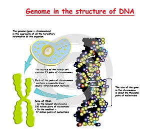Genome 3D in the structure of DNA. genome sequence. Telomere is a repeating sequence of double-stranded DNA located at the ends of photo