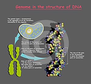 Genome in the structure of DNA. genome sequence. Telomere is a repeating sequence of double-stranded DNA located at the ends of photo