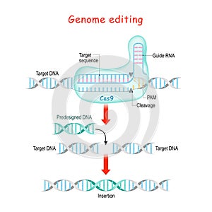 Genome editing. CRISPR and Cas9 photo