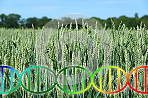 Genome editing or genetic engineering dna helix over wheat field crop