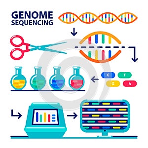 Genome sequencing sheme. Human genome project. Flat style vector illustration.