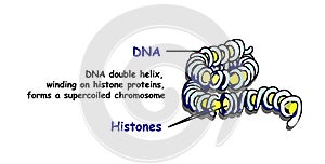 Genome in the structure of DNA. genome sequence. Telo mere is a repeating sequence of double-stranded DNA light vector