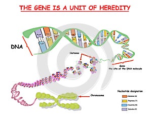 Genome in the structure of DNA. genome sequence. Telo mere is a repeating sequence of double-stranded DNA located at the ends of c