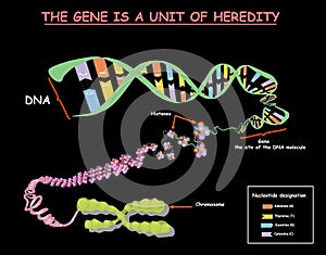 Genome in the structure of DNA. genome sequence. Telo mere is a repeating sequence of double-stranded DNA located at the ends of c photo