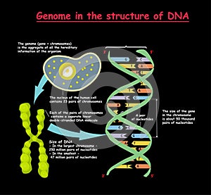 Genome in the structure of DNA. genome sequence. Telomere is a repeating sequence of double-stranded DNA located at the ends of