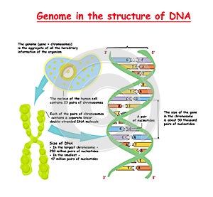 Genome in the structure of DNA. genome sequence. Telomere is a repeating sequence of double-stranded DNA located at the ends of c