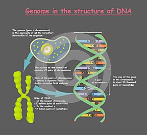 Genome in the structure of DNA on grey background. genome sequence. Telomere is a repeating sequence of double-stranded DNA loc