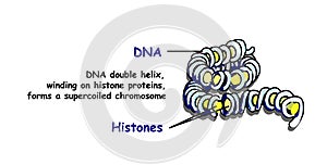 Genome in the structure of DNA. genome sequence. Telo mere is a repeating sequence of double-stranded DNA light vector photo