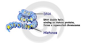 Genome in the structure of DNA. genome sequence. Telo mere is a repeating sequence of double-stranded DNA photo