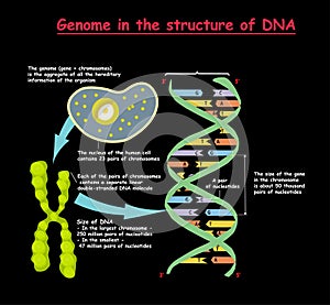 Genome in the structure of DNA. genome sequence. Telomere is a repeating sequence of double-stranded DNA located at the ends of photo