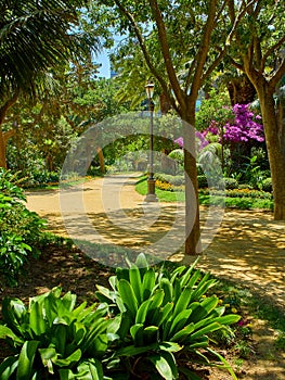 Genoves Park, Botanical Garden of Cadiz, Spain photo