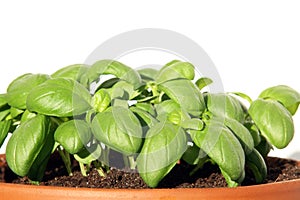 Genovese basil can also be grown in a decorative pot photo