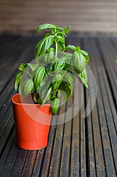Genovese basil