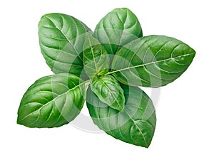 Genovese basil photo