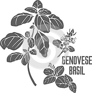 Genovese basil plant silhouette vector illustration