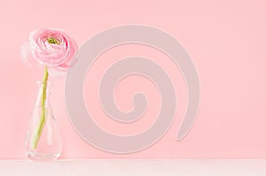 Gente pastel pink ranunculus flower in elegant vase on soft light white wood board and pink wall.