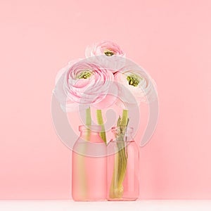 Gente pastel pink ranunculus flowers in elegant frosted bottle on soft light white wood board and pink wall, square, closeup.