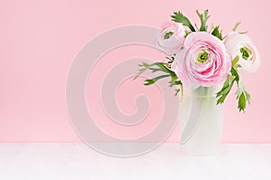 Gente pastel pink ranunculus flowers in elegant frosted white vase on soft light white wood board and pink wall, copy space.