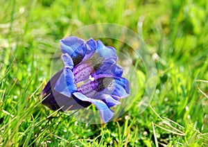 Gentian