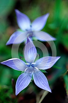 gentian