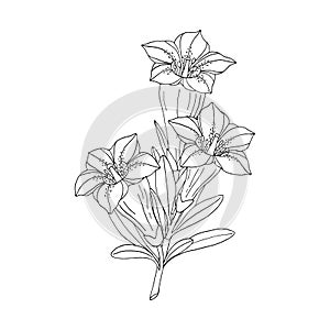 Gentian flower bouquet. Montain wildflower. Hand drawn sketch. Vector drawing